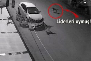 'K&ouml;peklerin saldırmasının nedeni intikam olabilir'