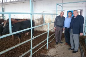 Bursa'da Brezilya'dan ithal Angus ve Brangus'lar sahiplerine dağıtıldı