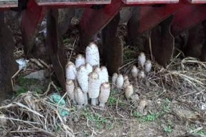 Bursa'da yılda iki kez g&ouml;r&uuml;len bu mantar altından daha değerli