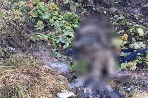 Bitlis'te 4 ter&ouml;ristin cesedi bulundu