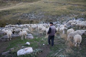 Bursa Uludağ'da koyunların zirve kampı sona erdi