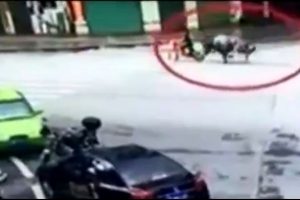 Firari boğa motosikletteki şahsı b&ouml;yle boynuzladı