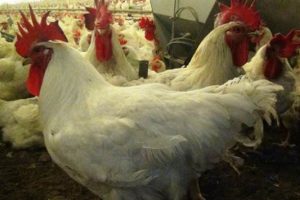 Musul operasyonu tavuk&ccedil;uları vurdu