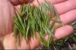 Beyaz &ccedil;ay kilosu 4 bin 500 TL'den alıcı buluyor