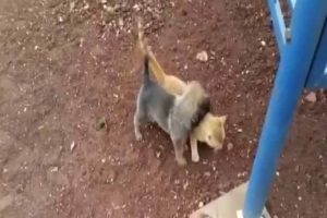 Yavru kedi ile kurt k&ouml;peğinin kıskandıran dostluğu
