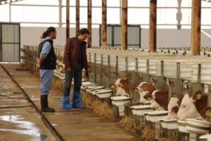 T&uuml;rk m&uuml;hendis iki ortağın sığır &ccedil;iftliği Avrupa'yı hayrete d&uuml;ş&uuml;rd&uuml;