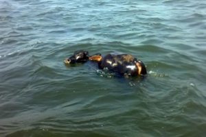 Denize d&uuml;şen ineği k&ouml;pek balığı yedi!