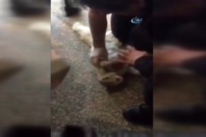 Hastane kapısına sıkışan kediyi kalp masajı kurtardı