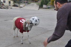 Bursa'da bayramda kesmeye kıyamayınca arkadaş oldu