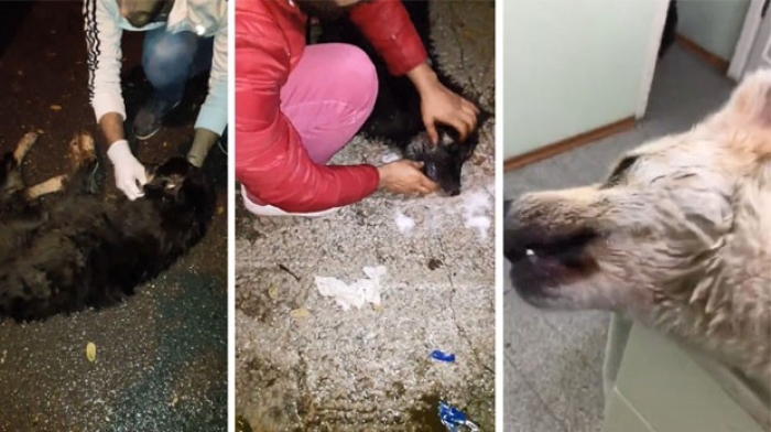 Sapanca'da sokak k&ouml;peklerinin zehirlendiği iddiasına a&ccedil;ıklama geldi