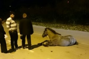 Bursa'da yola fırlayan at kazada &ouml;ld&uuml;
