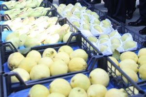 Bursa'dan Hollanda'ya armut ve ayva ihracatı başladı