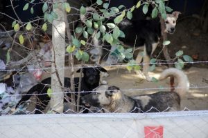 Mahalleli k&ouml;pekler y&uuml;z&uuml;nden dışarı &ccedil;ıkamıyor