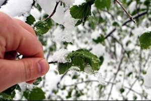 Meteorolojiden zirai don uyarısı