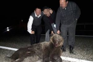 Telef olan ayıyla fotoğraf &ccedil;ektiler