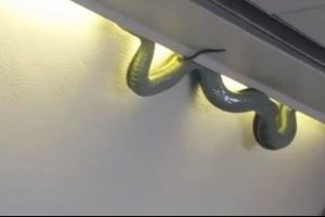 Meksika u&ccedil;ağında yılan şoku
