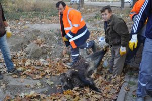 Bursa 10 Kasım t&ouml;renlerinde domuz leşi şoku