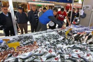 Karadeniz'de kırlangı&ccedil; bolluğu