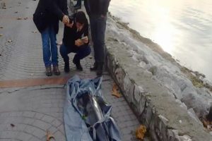 İzmit'te &ouml;l&uuml; yunus karaya vurdu