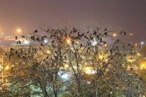 Samsun'da parkta karga istilası