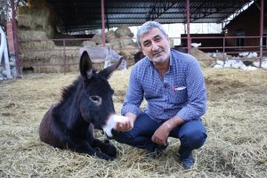 Bursa'da eşek s&uuml;t&uuml; anne s&uuml;t&uuml;ne rakip