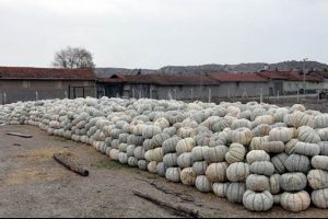 Fiyatı y&uuml;zde 50 d&uuml;şt&uuml; ama kimse almıyor
