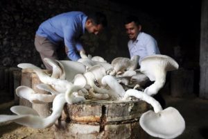 İstiridye mantarıyla 30 bin lira kazanacaklar