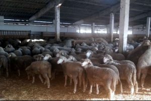 Romanya merinosları Bursa'ya geliyor
