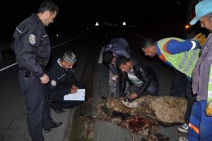 İslahiye'de kazada 3 kişi yaralandı, 20 hayvan telef oldu
