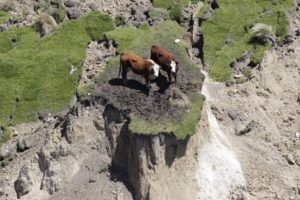 Yeni Zelanda'da mahsur kalan inekler kurtarılmış