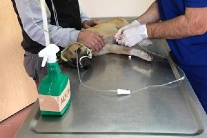Bursa Uludağ'da ayıların saldırdığı k&ouml;pek tedavi altına alındı
