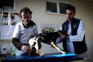 5 ayaklı k&ouml;pek Bursa'da ameliyat edildi
