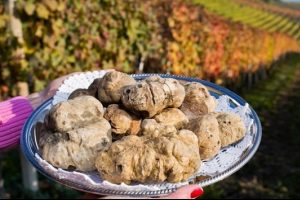 &Ccedil;izme'de nefesler 'White Truffle' i&ccedil;in tutuluyor
