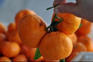 Rusya'ya portakal ve mandalina ihracatı arttı