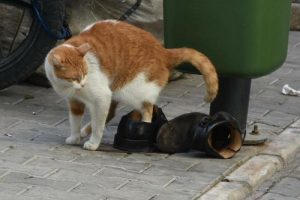 O ayakkabı bu patilere uymaz