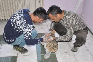 Tunceli'de yaralı toy kuşu bulundu