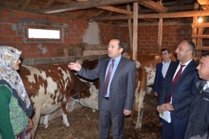 Bursa İznikli besicilere sığır dağıtıldı