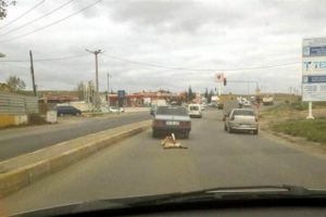 Savunmasız k&ouml;peği vahşice s&uuml;r&uuml;kledi!