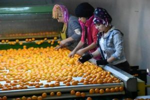 Mandalinada rekolte y&uuml;ksek, ancak &uuml;retici mutsuz
