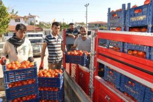 G&uuml;z domatesinde tehlike &ccedil;anları
