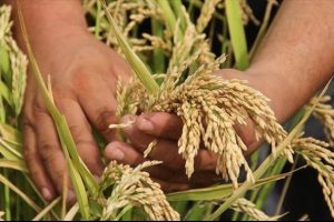 TİGEM 3 bin 713 iş&ccedil;i almayı planlıyor