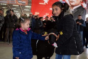 Bursa'da mehterli, kılı&ccedil; kalkanlı mezatlı koyun ke&ccedil;i festivali