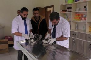 Sahipsiz yavru kediler korumaya alındı