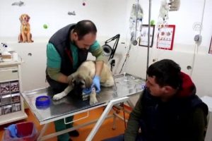 Bursa'da zehirlenen k&ouml;peğinin yanından bir an olsun ayrılmadı