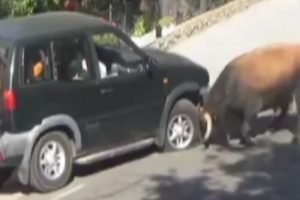 Boğa &ouml;fkesini ara&ccedil;tan &ccedil;ıkardı