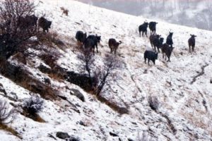 Dağa ka&ccedil;an anguslar aranıyor