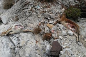Dağ ke&ccedil;isi avlayan avcılar su&ccedil;&uuml;st&uuml; yakalandı