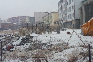 Başıboş k&ouml;pekler halkın korkulu r&uuml;yası oldu