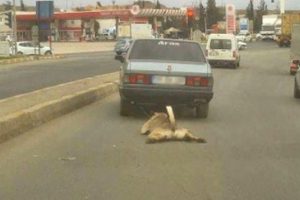 Otomobilin arkasında s&uuml;r&uuml;klenen k&ouml;pek, yeni sahibine verildi