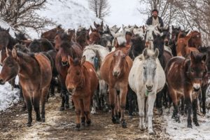 Ka&ccedil;ak&ccedil;ılıkta kullanılan 63 katır i&ccedil;in ihale